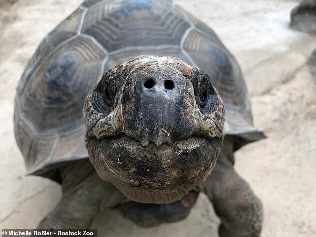 70-летний самец черепахи наконец покинет ряды холостяков