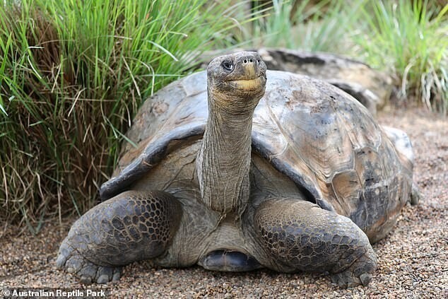 70-летний самец черепахи наконец покинет ряды холостяков