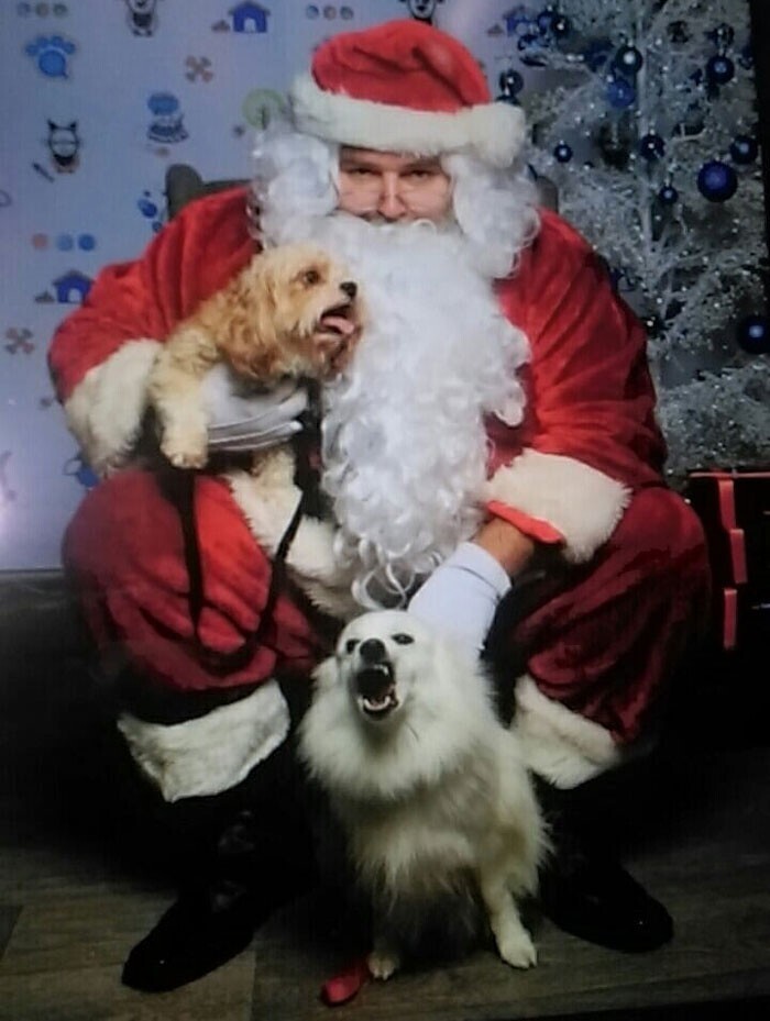 Пара слов о том, как собаки любят фоткаться с Санта Клаусом