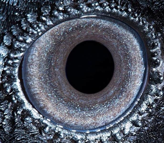 9. Глаз ворона
