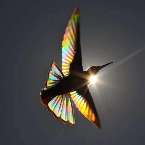 17. Крылья колибри в лучах солнца