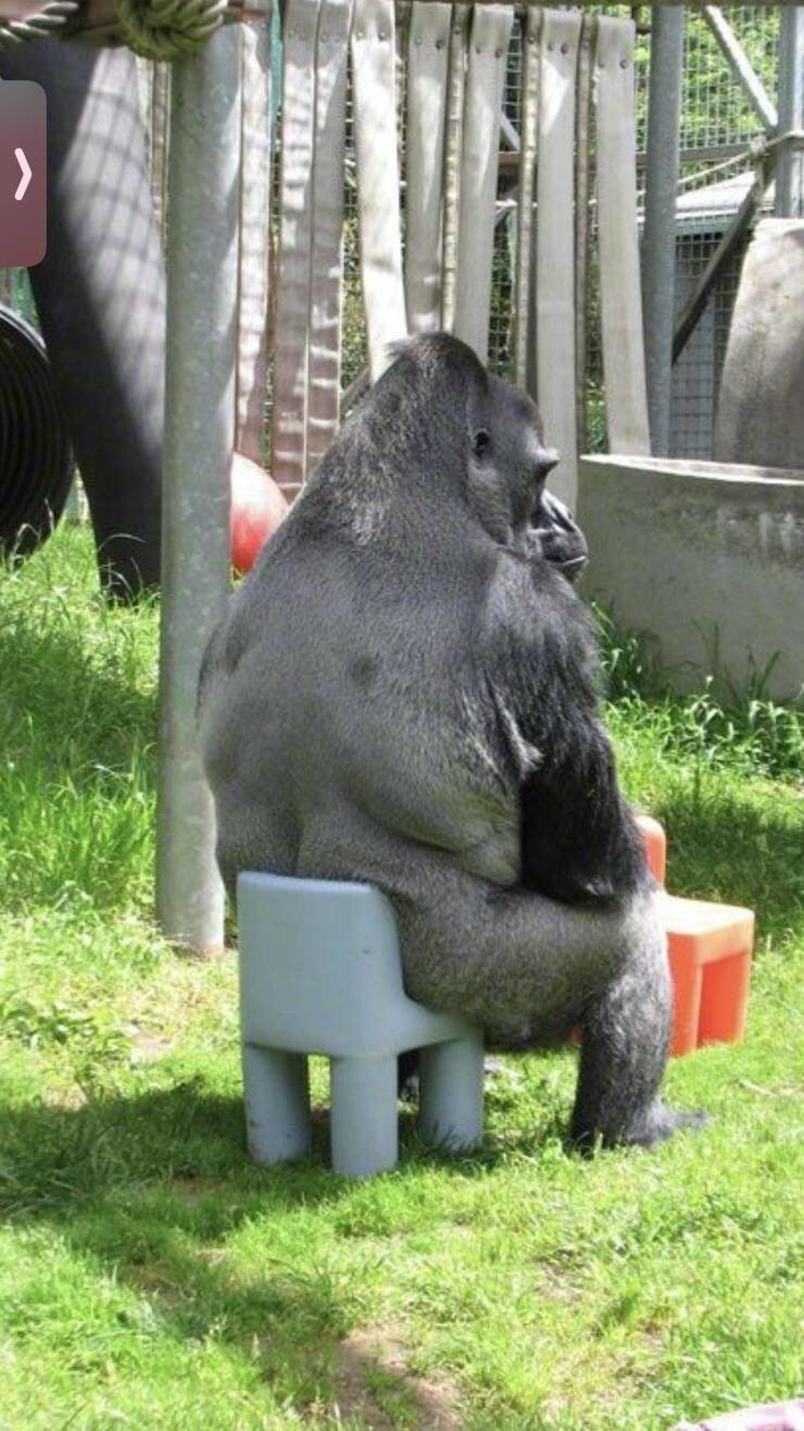 24. Просто большая горилла на очень маленьком стуле