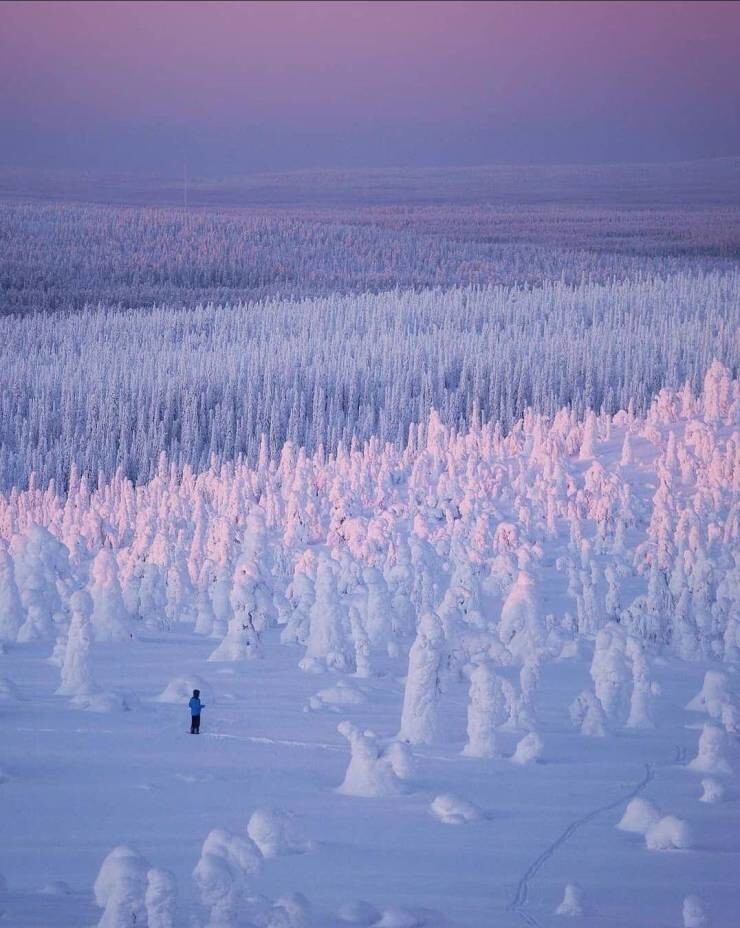 29. Бескрайний заснеженный лес в Финляндии