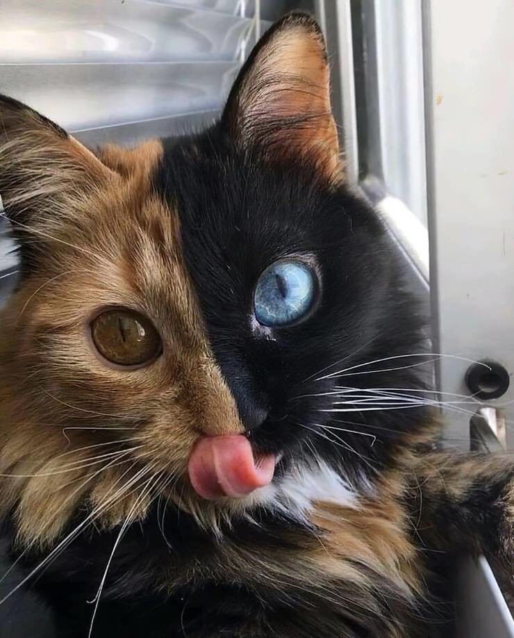 27. Кошка с необычным окрасом и разноцветными глазами