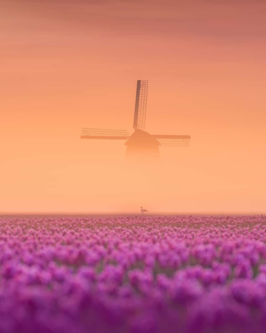 Сказочные фотографии весенних Нидерландов, от которых захватывает дух