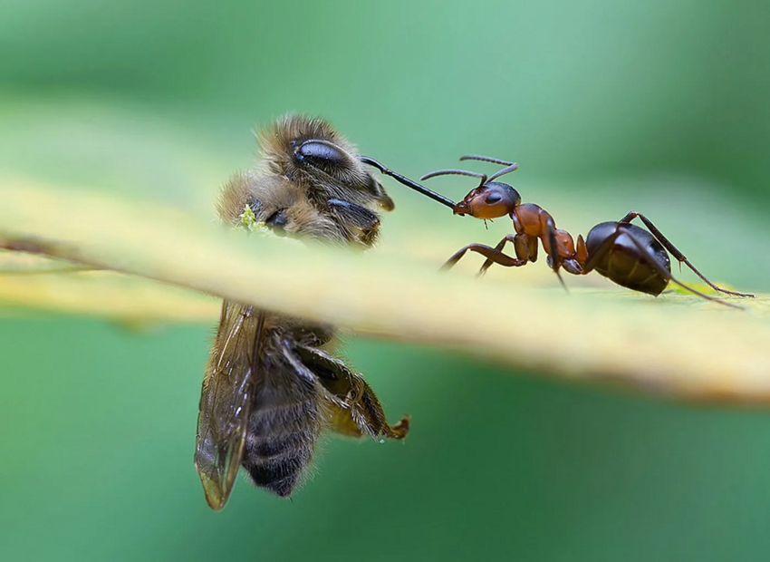 Неожиданные родственники муравьёв, или история о том, как трудяги потеряли крылья