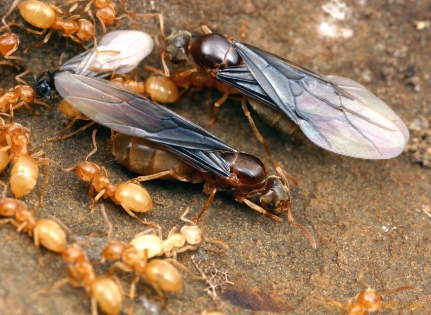 Неожиданные родственники муравьёв, или история о том, как трудяги потеряли крылья
