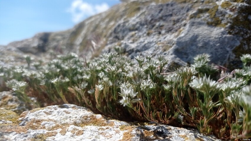 Под Бахчисараем зацвели маки