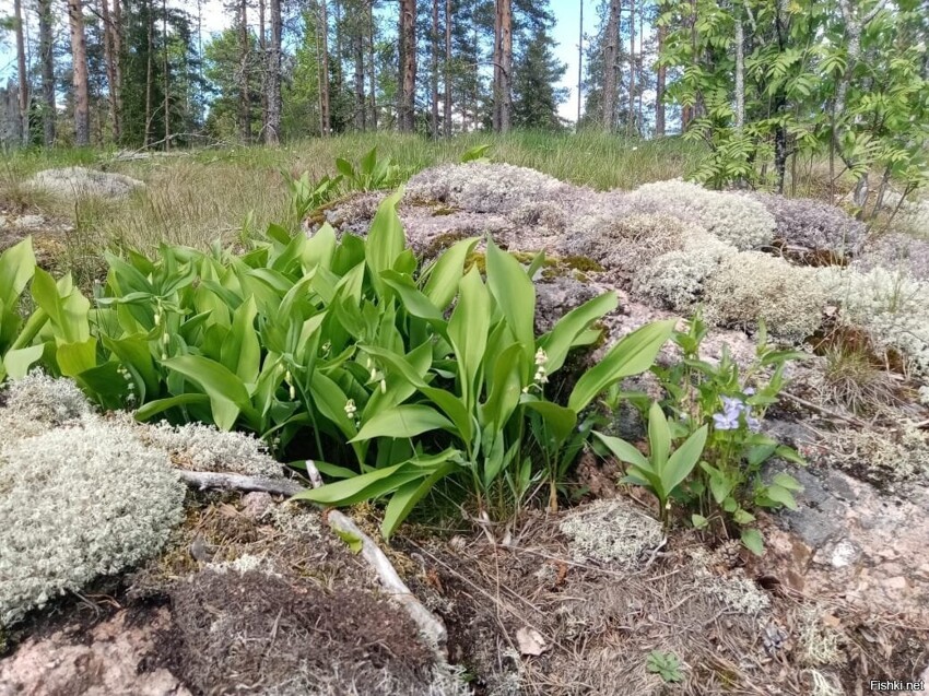 Вчера на севере Ленинградской области