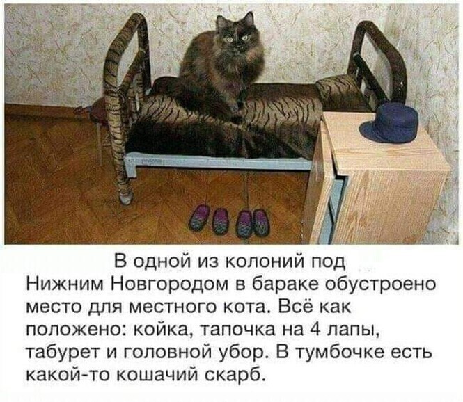 Смешные и познавательные картинки