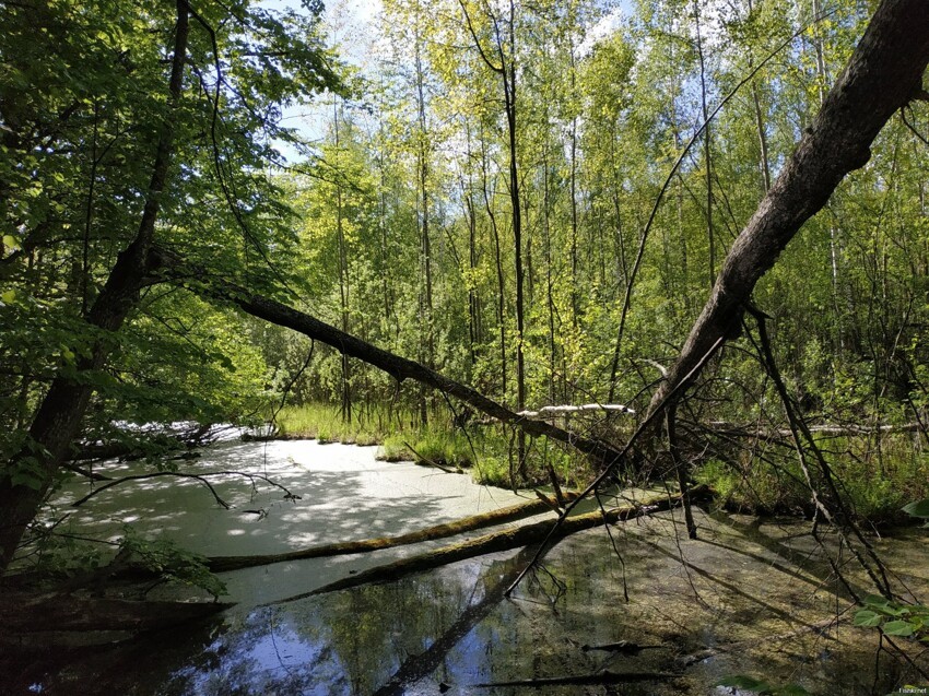 Самое южное сфагновое болото Украины