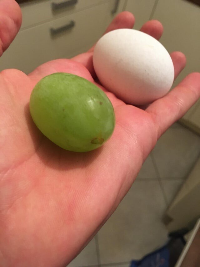 Виноградина размером с яйцо