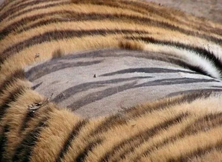 Тигровые полоски распространяются не только на мех грозного хищника, но и его кожу