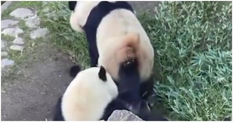 Любвеобильная панда пытается привлечь внимание самца