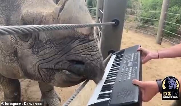 Носорог сыграл на синтезаторе в честь своего 12-летия