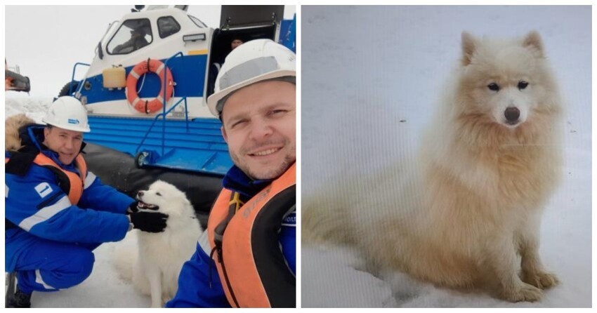 Экипаж российского ледокола спас собаку во льдах Карского моря