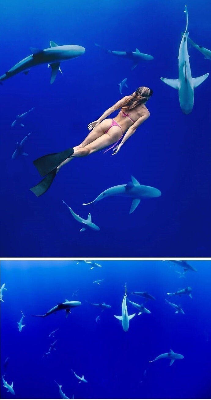 Единственный способ бесплатно поплавать с акулами - сделать это в фотошопе