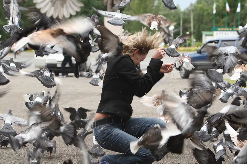Почему нельзя трогать голубей на улице? Болезни, которые хранят в себе птицы