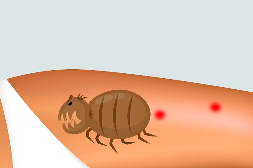 10 укусов насекомых, которые нужно уметь распознавать