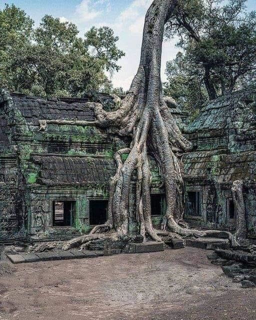Дерево, Камбоджа