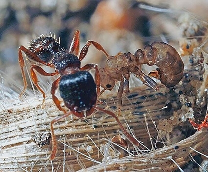 Муравейник упадка: Деградировавшие муравьи паразитируют на здоровом рое и разрушают его. Это очень похоже на поведение людей