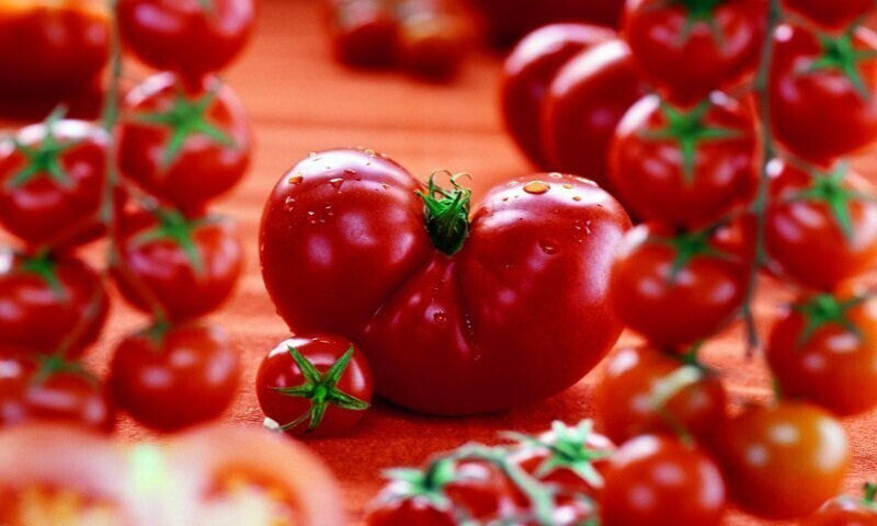 Помидор или томат? Как правильно называть этот овощ