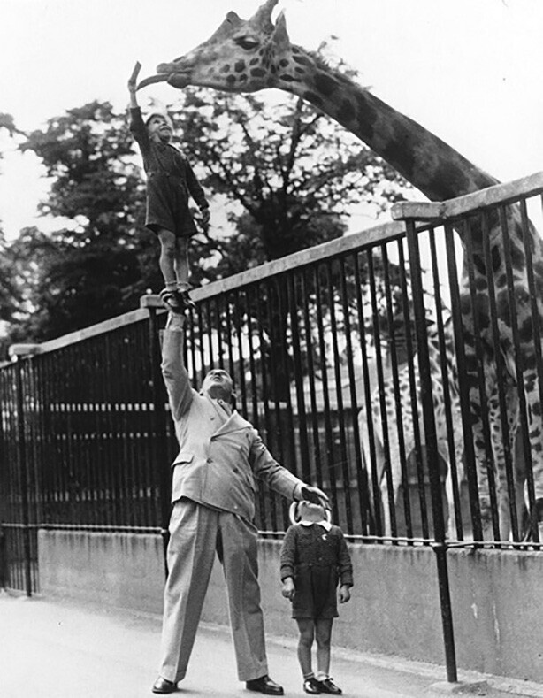 Пол Ремос, цирковой силач, поднимает своего сына, используя только правую руку, чтобы тот покормил жирафа в лондонском зоопарке, 1950 год