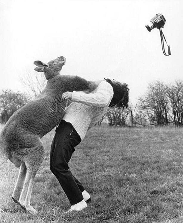 Кенгуру атакует назойливого фотографа Джона Дрисдэйла (1961)