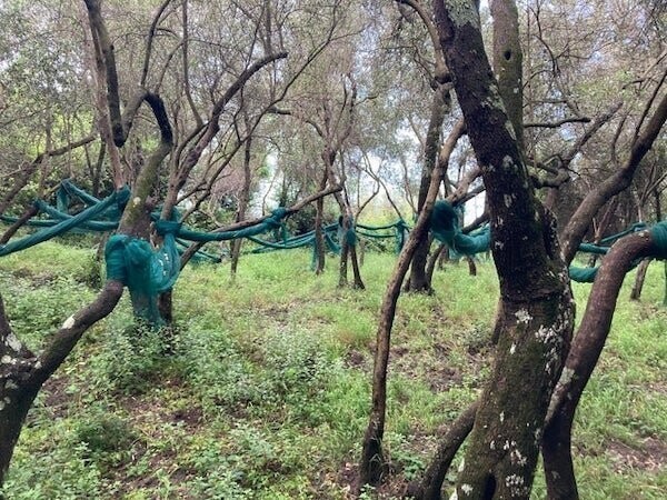 "Синие нитки между деревьями. Нашел в национальном парке Чинкве-Терре в Италии"