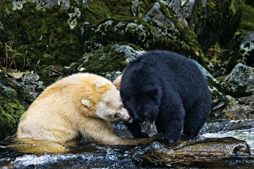 Медведь Кермода: Лесные призраки из Канады. Почему целая популяция чёрных медведей стала белоснежной?