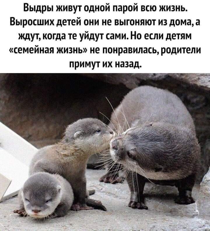 Очередной пост полит. стёба и другое