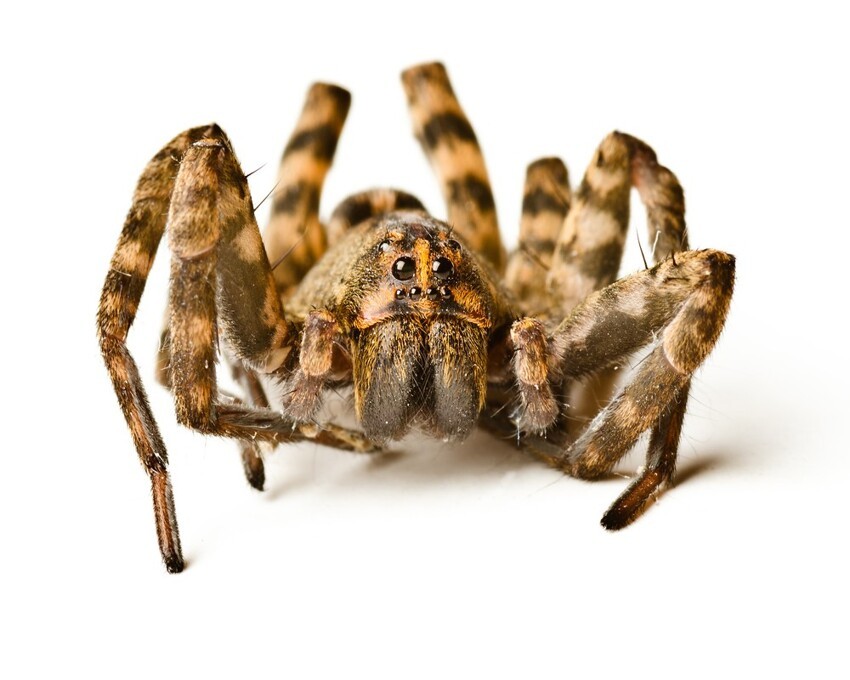 Страх перед пауками: наше биологическое программирование