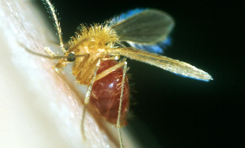 Москиты и комары: Совершенно разные насекомые, и опасность представляют разную. В чем отличия?