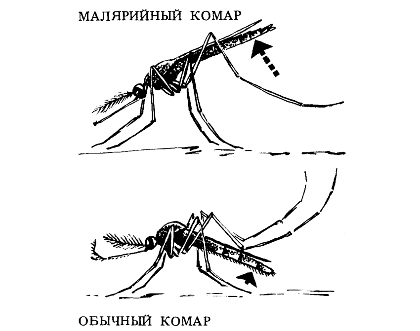 Москиты и комары: Совершенно разные насекомые, и опасность представляют разную. В чем отличия?