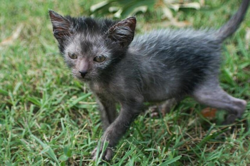 Кошки породы ликой - "кошки-оборотни". Они возникли из-за естественной мутации шерсти домашней короткошерстной кошки, и внешне действительно напоминают оборотней