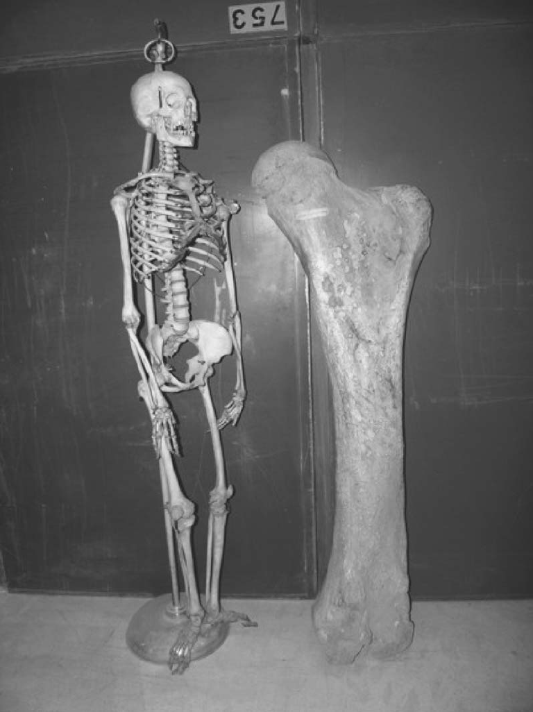 Бедренная кость ископаемого слона рядом со скелетом человека.