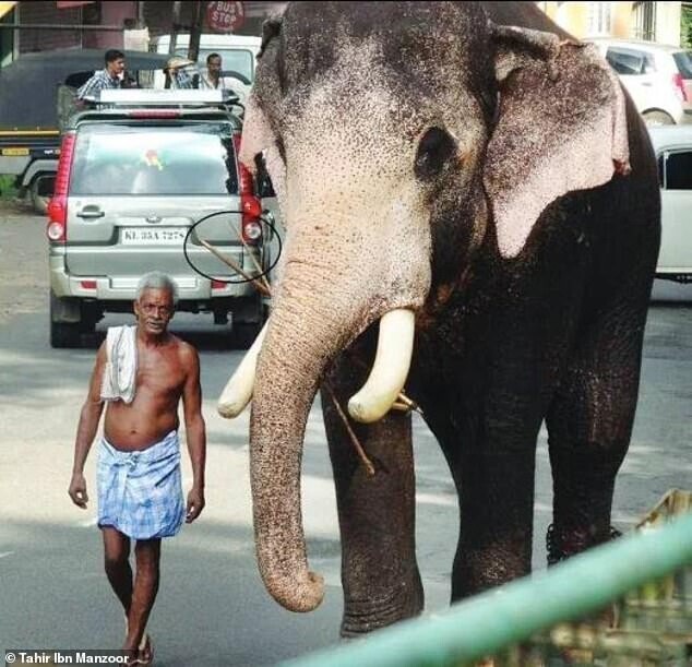 Они все чувствуют: слон оплакивает дрессировщика на похоронах