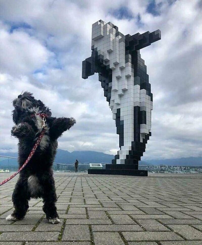 Эта забавная собачка решила повторить памятник, получилось практически идентично