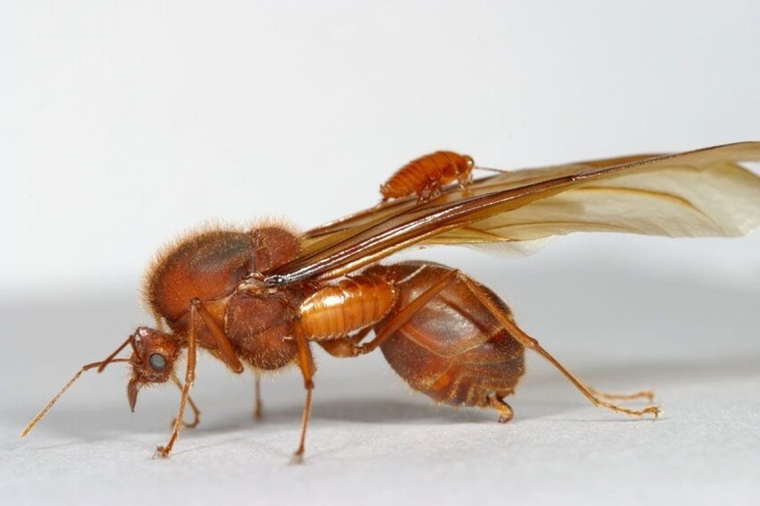 Муравьелюбы: Крошечные сверчки подружились с муравьями и устроились горничными в колонию