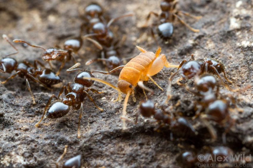 Муравьелюбы: Крошечные сверчки подружились с муравьями и устроились горничными в колонию