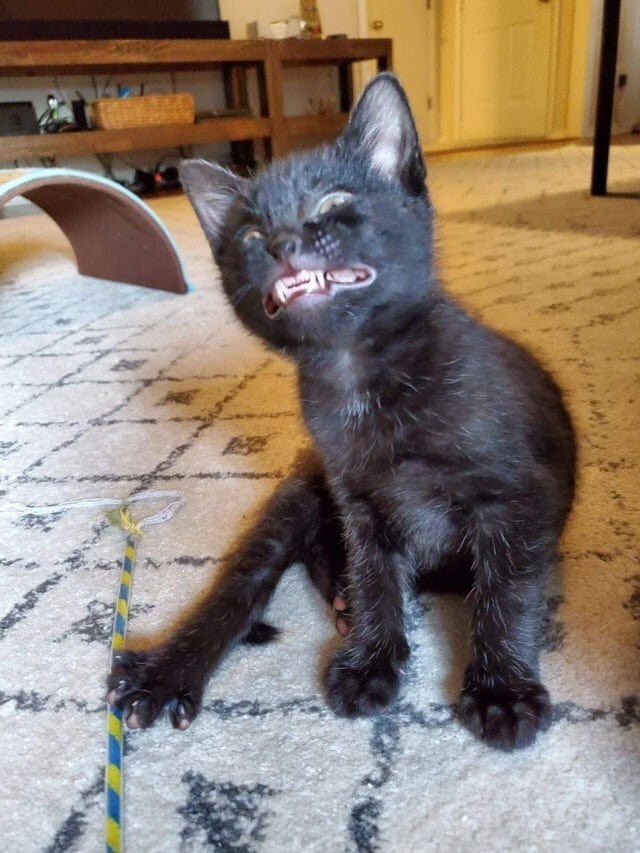 16 неудачных фотографий котов, которые вызывают улыбку