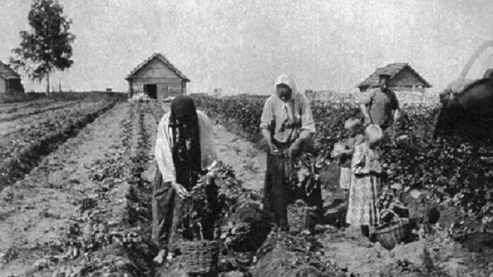 Что русские раньше выращивали на огороде до картошки