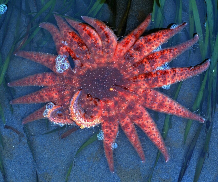 Пикноподия: Крупнейшая морская звезда ещё и самая быстрая. Без неё океан обречен на порабощение морскими ежами