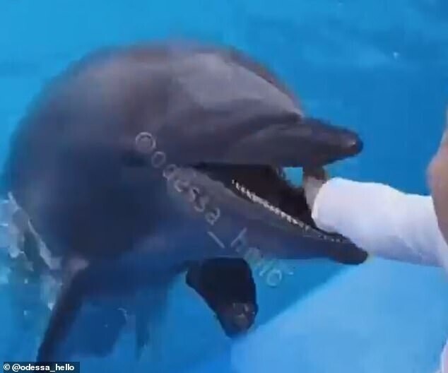 "Виноваты родители!": в Одессе дельфин укусил мальчика