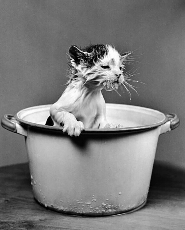 Котенок после падения в кастрюлю полную молока. 1940 год
