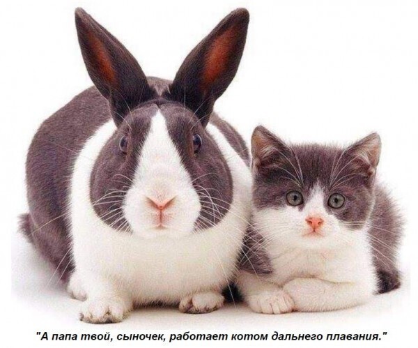 Политические  мемы и скрины