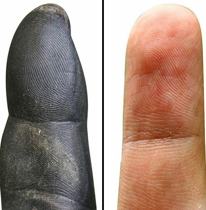 24. Кончик пальца шимпанзе по сравнению с кончиком пальца человека