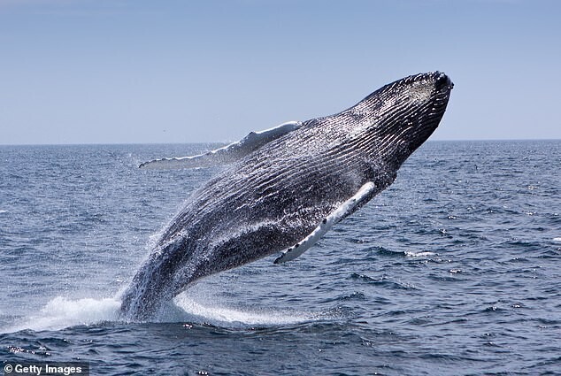 В США горбатый кит проглотил ныряльщика, а потом выплюнул его