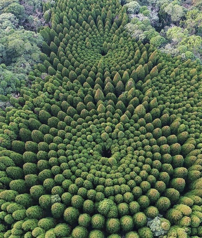 В Японии обнаружились загадочные круги из деревьев