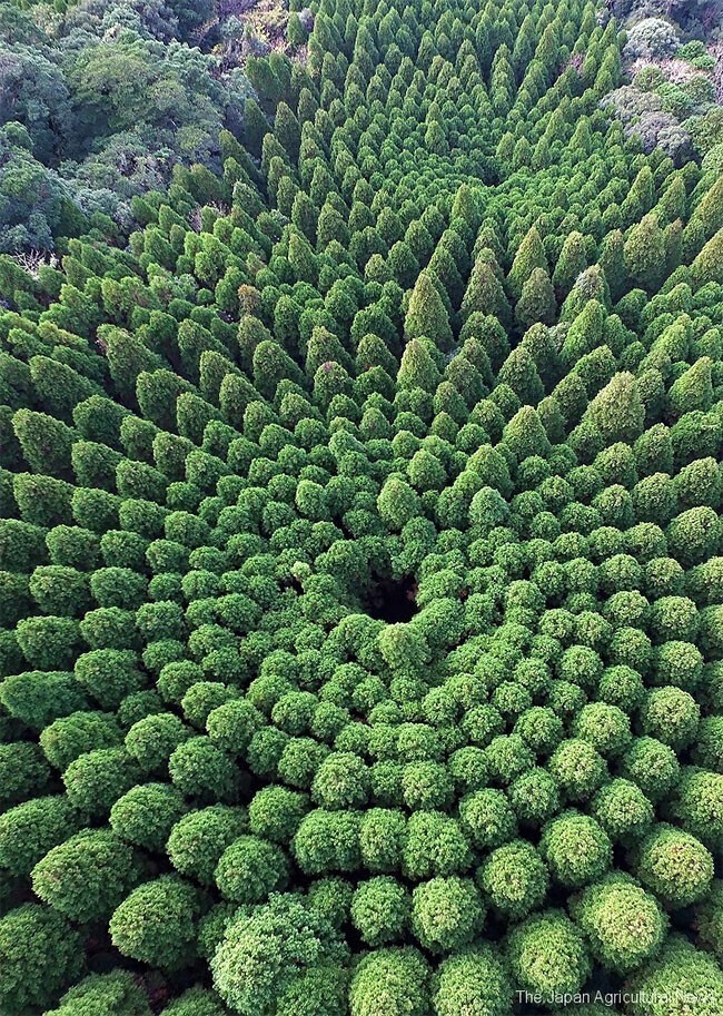 В Японии обнаружились загадочные круги из деревьев
